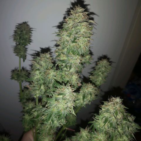 Cdlc myco growlog timeline photo