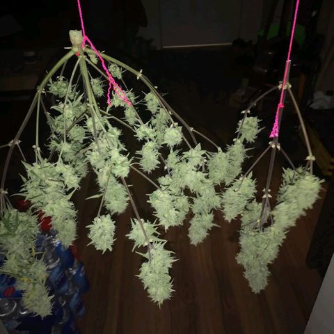 Hubbabubba haze growlog timeline photo