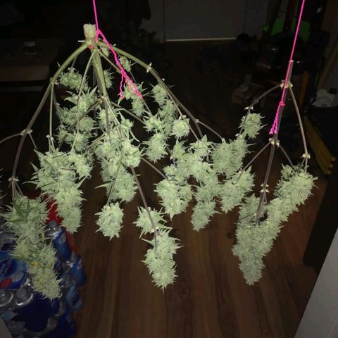 Hubbabubba haze growlog timeline photo
