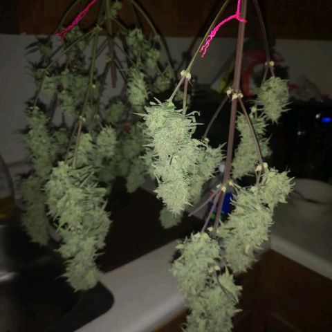 Hubbabubba haze growlog timeline photo