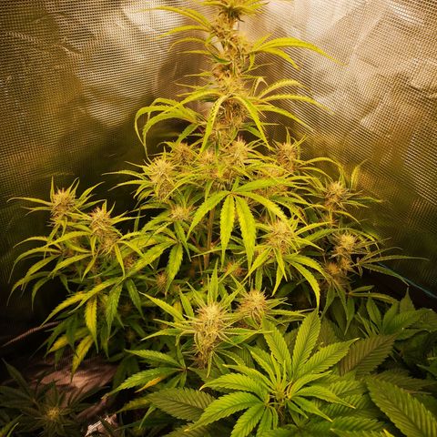 Forgotten cookies growlog timeline photo