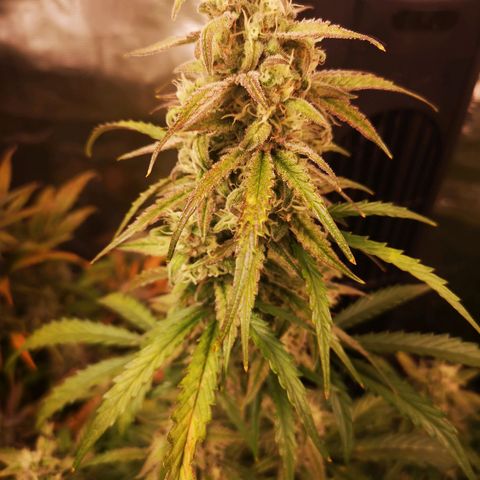 Ripleys og growlog timeline photo