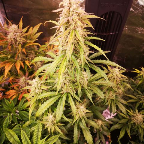 Ripleys og growlog timeline photo