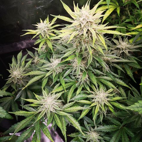 Sour crinkle growlog timeline photo
