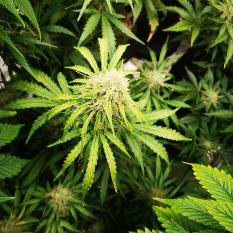 Hubbabubba haze myco growlog timeline photo