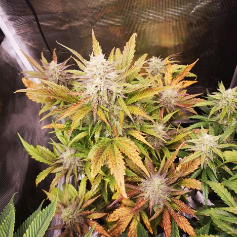 Mango smile growlog timeline photo
