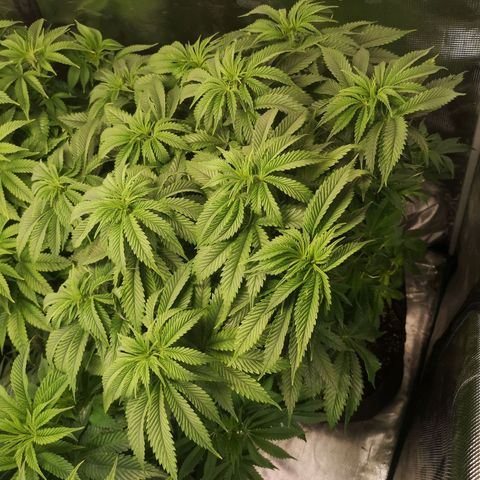 Blueberry cookies 2nd grow growlog timeline photo