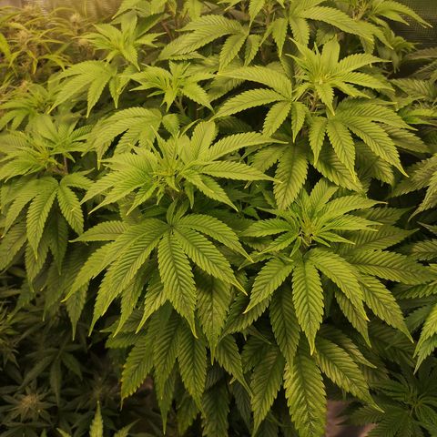 Blueberry cookies 2nd grow 2 growlog timeline photo