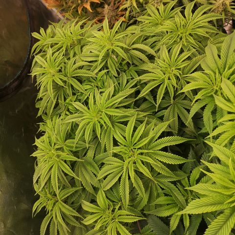 Orange cookie chem 2nd grow growlog timeline photo