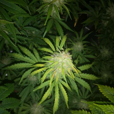 Hubbabubba haze myco growlog timeline photo