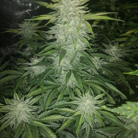 Sour crinkle growlog timeline photo