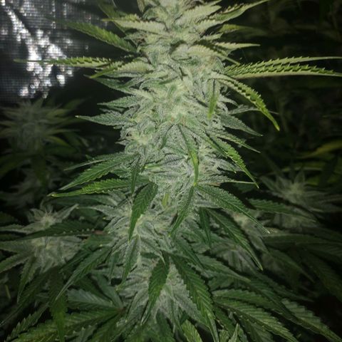 Sour crinkle growlog timeline photo