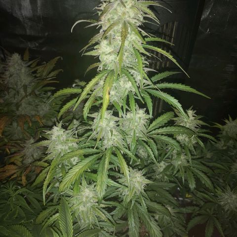 Ripleys og growlog timeline photo