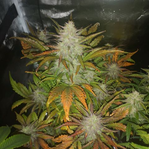 Mango smile growlog timeline photo