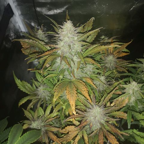 Mango smile growlog timeline photo