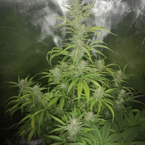 Forgotten cookies growlog timeline photo