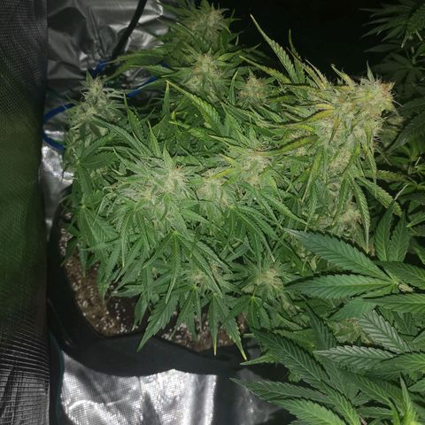 strawberry stomper growlog timeline photo