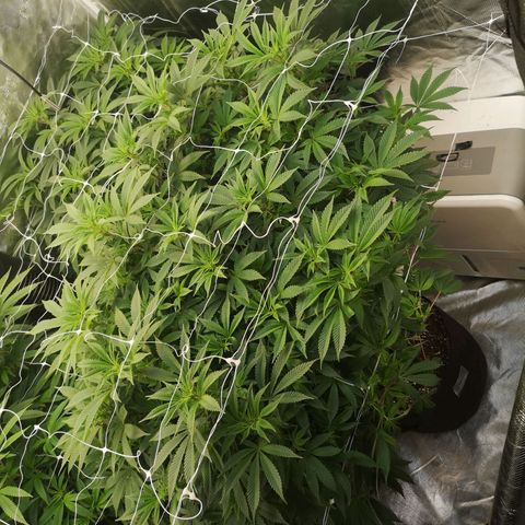 wedding cake growlog timeline photo