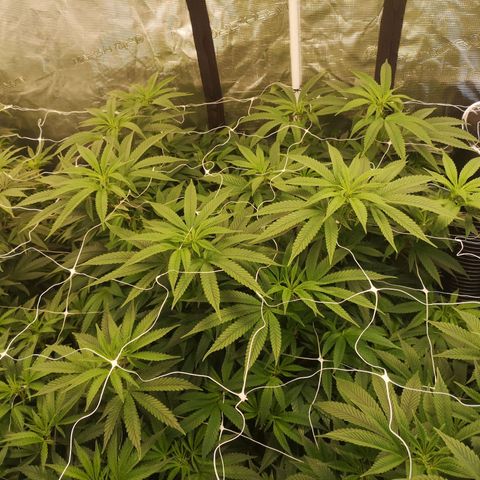 wedding cake 2 growlog timeline photo