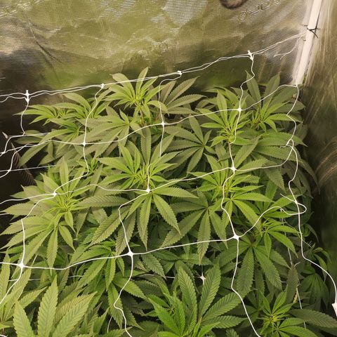 Wedding cake 3 growlog timeline photo