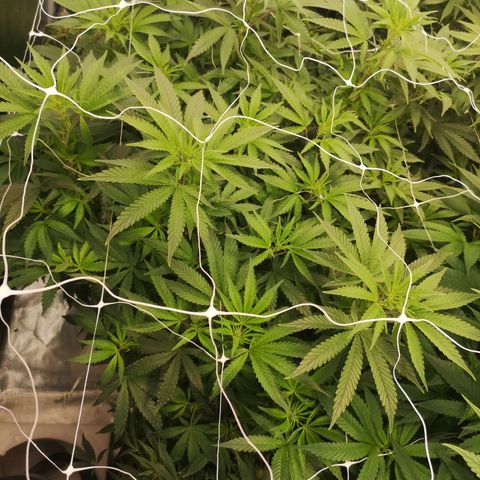 Grape Diamonds growlog timeline photo