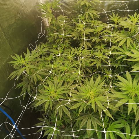 Grape Diamonds 2 growlog timeline photo