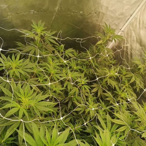 Grape Diamonds 2 growlog timeline photo