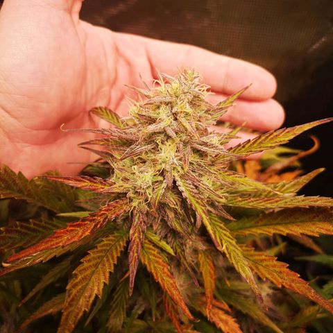 Mango smile growlog timeline photo
