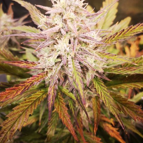 Mango smile growlog timeline photo