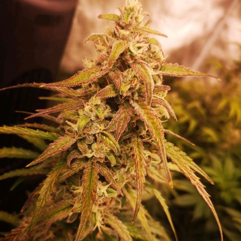 Ripleys og growlog timeline photo