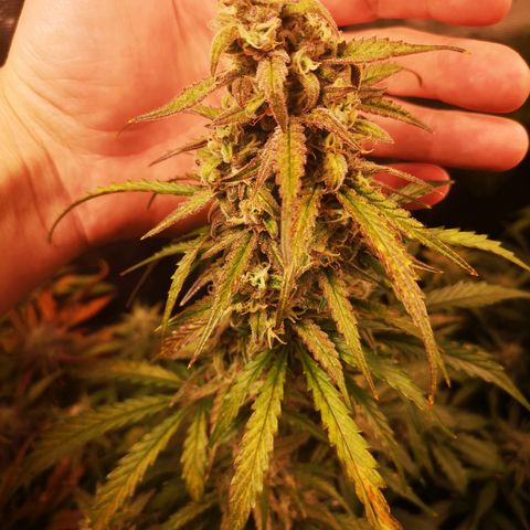 Ripleys og growlog timeline photo