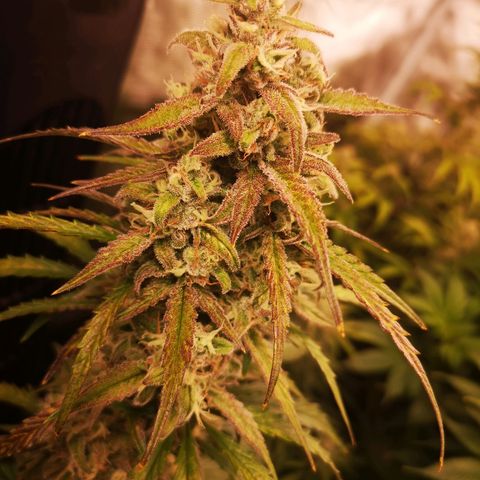 Ripleys og growlog timeline photo