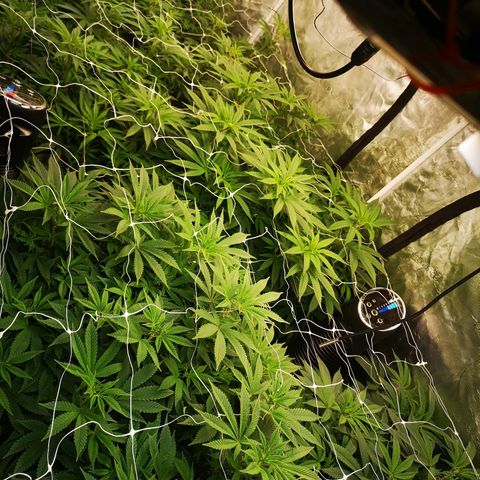 wedding cake growlog timeline photo