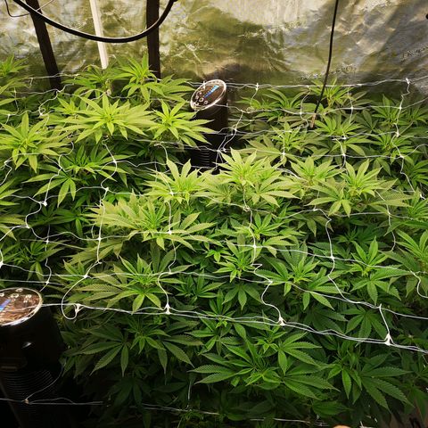 wedding cake growlog timeline photo