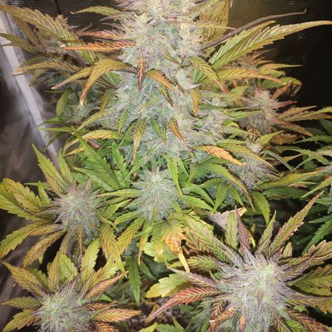 Mango smile growlog timeline photo