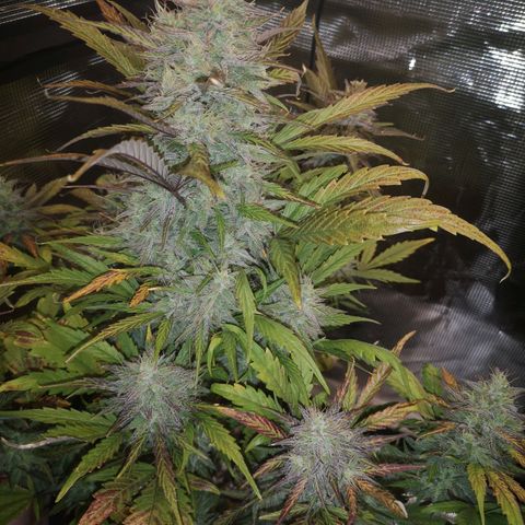 Mango smile growlog timeline photo