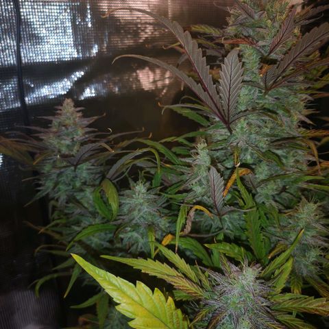 Mango smile growlog timeline photo