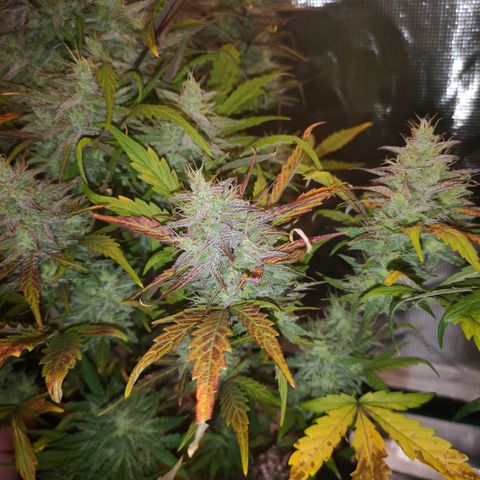 Mango smile growlog timeline photo