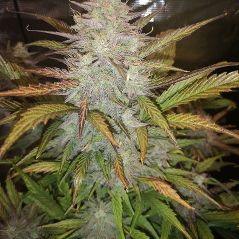 Mango smile growlog timeline photo