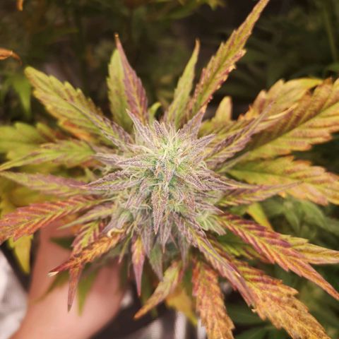 Mango smile growlog timeline photo