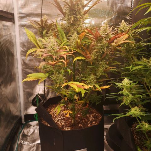 Mango smile growlog timeline photo