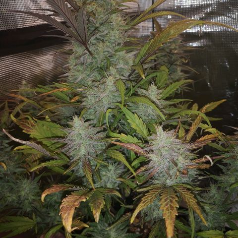 Mango smile growlog timeline photo