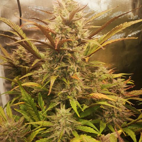 Mango smile growlog timeline photo