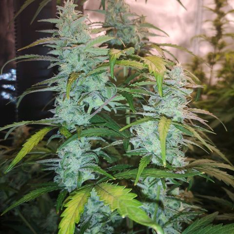 Ripleys og growlog timeline photo
