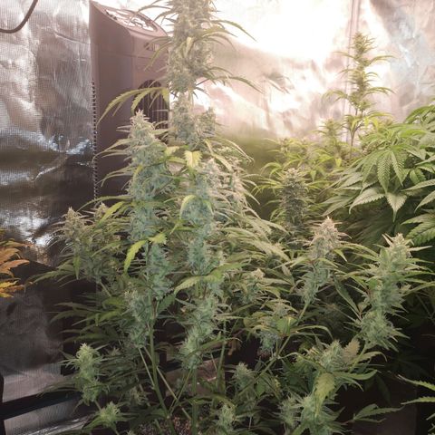 Ripleys og growlog timeline photo