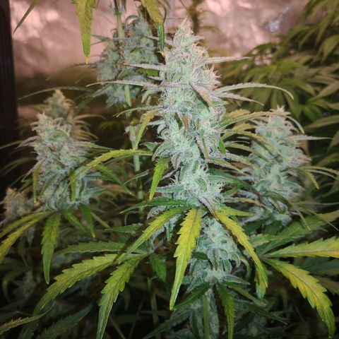 Ripleys og growlog timeline photo