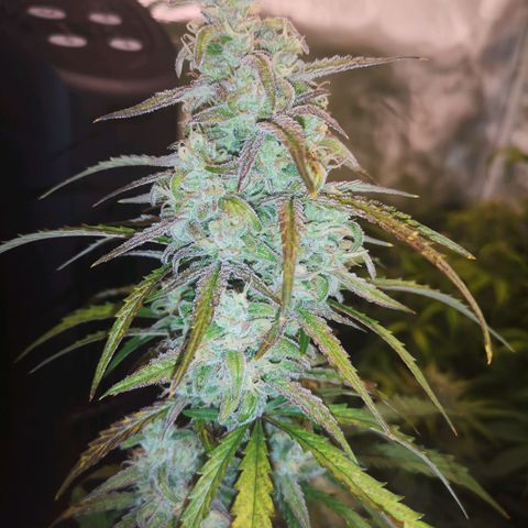 Ripleys og growlog timeline photo