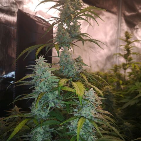 Ripleys og growlog timeline photo