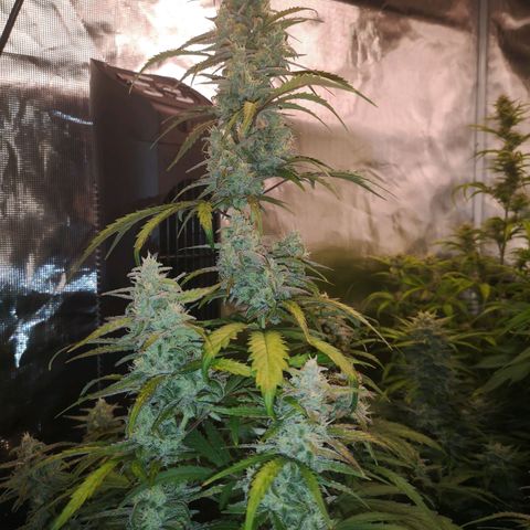 Ripleys og growlog timeline photo