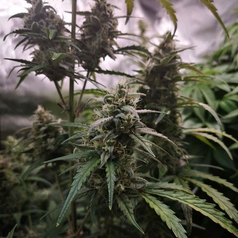 Ripleys og growlog timeline photo